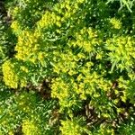 Euphorbia palustris Flor