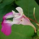 Impatiens balfourii Цвят