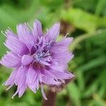 Cicerbita alpina Kwiat