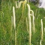 Phleum pratenseFlower