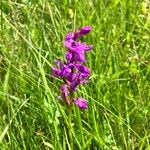 Anacamptis palustris Flor
