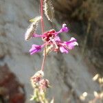 Clarkia rhomboidea Flower