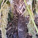 Leucothrinax morrisii Corteza