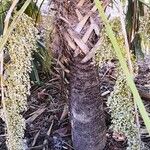 Leucothrinax morrisii Bark