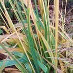 Calamagrostis arundinacea Folha