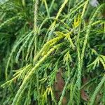 Chamaecyparis pisifera 葉