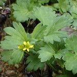 Ranunculus muricatus Levél