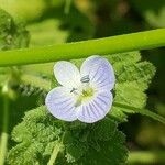 Veronica sublobata M.A.Fisch.Flower