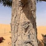 Prosopis cineraria Bark