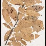 Lithocarpus cryptocarpus Diğer