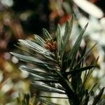 Podocarpus decumbens Habit