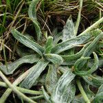 Plantago monosperma Folla