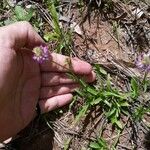 Polygala curtissii Leaf