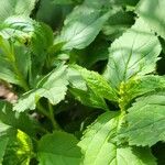 Scutellaria serrata Leaf