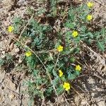 Tribulus terrestrisFlower