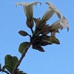 Beaumontia grandiflora 花