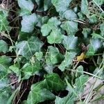 Hedera hibernica Hostoa