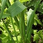 Eryngium yuccifolium Blatt