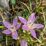 Gentianella aspera Žiedas