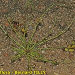 Schoenoplectiella supina Habit