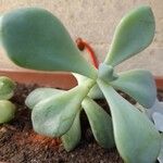 Pachyphytum bracteosum পাতা