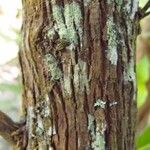 Forgesia racemosa പുറംതൊലി