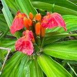 Chamaecostus lanceolatus Flor