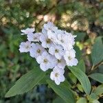 Spiraea cantoniensis Blomma