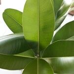 Calophyllum calaba Leaf