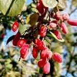 Berberis vulgaris Fruit