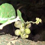 Cordia dentata Fruit
