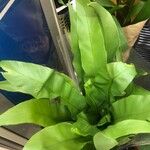 Asplenium antiquum Leaf