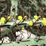 Euphorbia aeruginosa Fleur