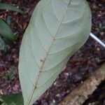 Buchenavia nitidissima ഇല