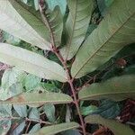 Chytranthus atroviolaceus Leaf