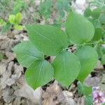 Lathyrus venetus Blad