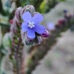 Anchusa procera Flower