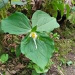 Trillium ovatum पत्ता