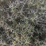 Sarcopoterium spinosum Likasa