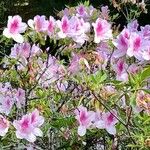 Rhododendron roseum Blomst
