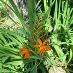 Crocosmia × crocosmiifloraFlor