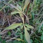 Symphyotrichum × salignum Liść