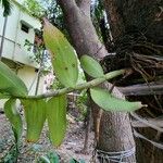 Dendrobium victoriae-reginae Foglia