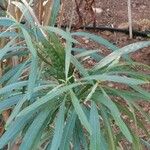 Convolvulus floridus Leaf