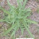 Lactuca canadensis Лист
