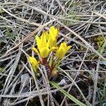 Gagea bohemica Likasa