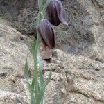 Fritillaria macrocarpa Flor
