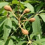 Aesculus indica Fruit