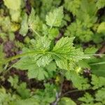 Geum macrophyllum ᱥᱟᱠᱟᱢ