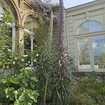 Echium pininanaŽiedas